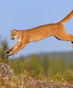 Brown Cougar Animal Jumping paint by numbers