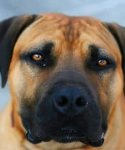 Brown Dog Black Mouth Cur paint by numbers