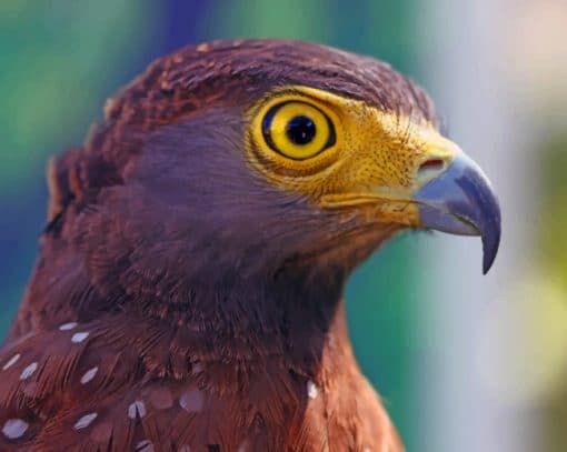 Brown Eagle Bird paint by numbers