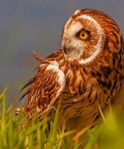 Brown Owl Paint By Numbers