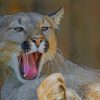 Brown Yawning Cougar paint by numbers