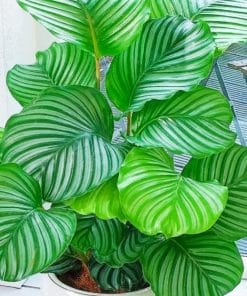 Calatheas Plant paint by numbers