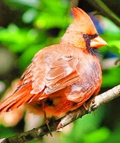 Cardinal Bird paint by numbers