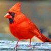 Cardinal Perched Bird paint by numbers