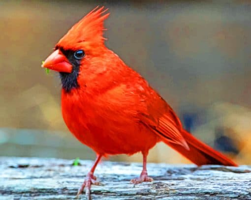 Cardinal Perched Bird paint by numbers