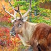Caribou Nature Alaska Reindeer paint by numbers