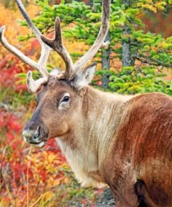Caribou Nature Alaska Reindeer paint by numbers