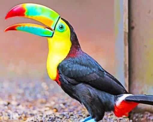 Checkered Toucan Bird paint by numbers