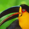 Colored Toucan Bird paint by numbers