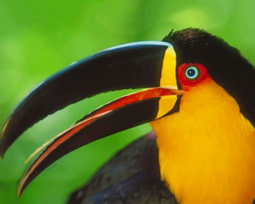 Colored Toucan Bird paint by numbers