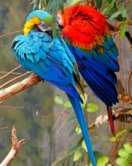 Colorful Canaries Paint By Numbers