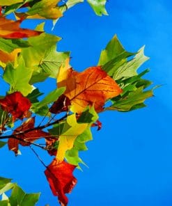 Colorful Full Leaves Paint By Numbers
