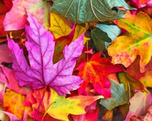 Colorful Leaves Paint By Numbers
