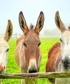 Three Donkeys Paint By Numbers