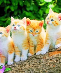 Cute Kittens Paint By Numbers