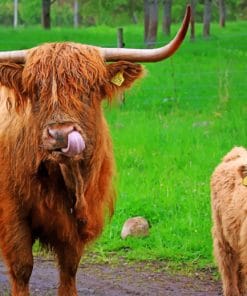 Cute Mother And Son Highland Cows Paint By Numbers
