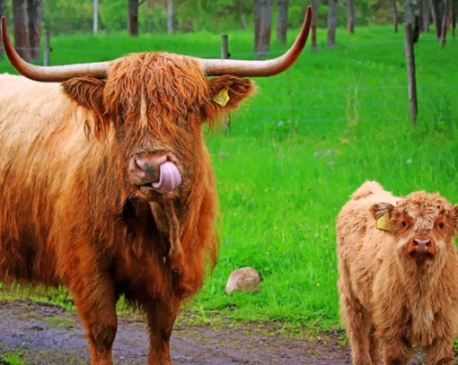 Cute Mother And Son Highland Cows Paint By Numbers