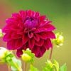 Dahlia Flower Wine Color paint by numbers