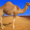 Desert Camel Animal paint by numbers