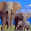 Elephant Family Paint By Numbers