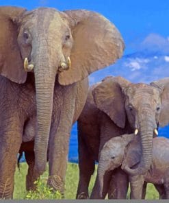 Elephant Family Paint By Numbers