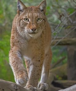 Eurasian Lynx Cat paint by numbers