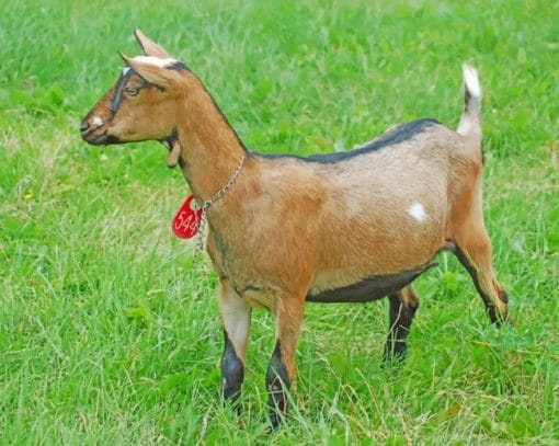 Field Goat Paint By Numbers