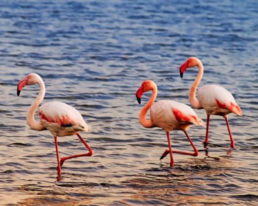 Flamingo Birds Paint By Numbers