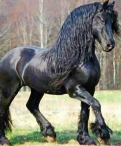 Friesian Horse paint by numbers