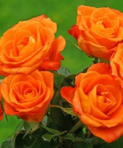 Garden Orange Roses paint by numbers