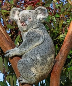Gray koala On Kaliptus Tree Paint By Numbers