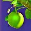Green Apple On Tree paint by numbers