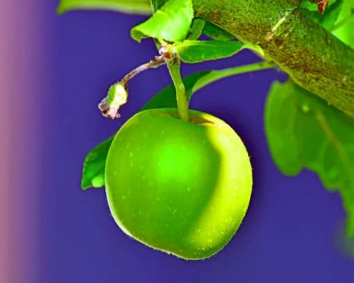Green Apple On Tree paint by numbers
