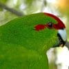 Green Parrot Bird paint by numbers