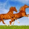 Happy Brown Beautiful Horses Paint By Numbers