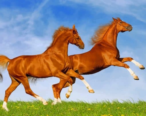 Happy Brown Beautiful Horses Paint By Numbers