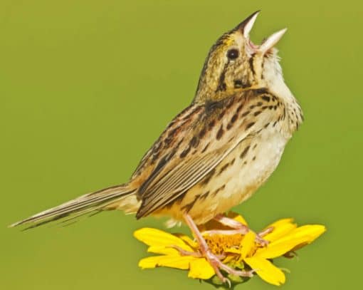Henslow Sparrow Bird On A Flower paint by numbers