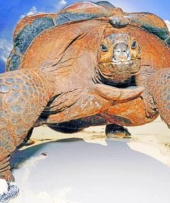 Huge Island Turtle paint by numbers