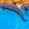 Jumping Cute Dolphins Paint By Numbers