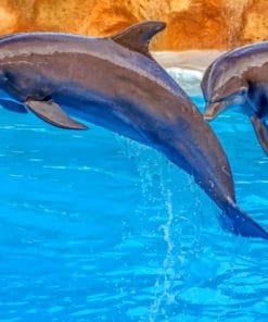 Jumping Cute Dolphins Paint By Numbers