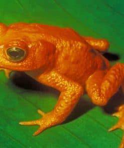 Jumping Orange Frog Paint By Numbers