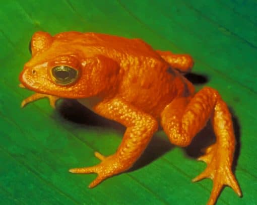 Jumping Orange Frog Paint By Numbers