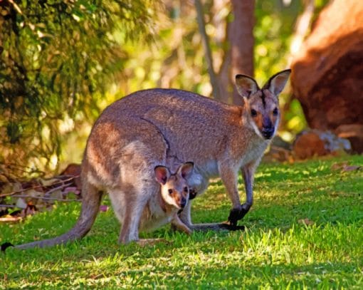 Kangaroos In Australia paint by numbers