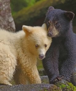 Kermode Bear And Black Bear Cubs paint by numbers