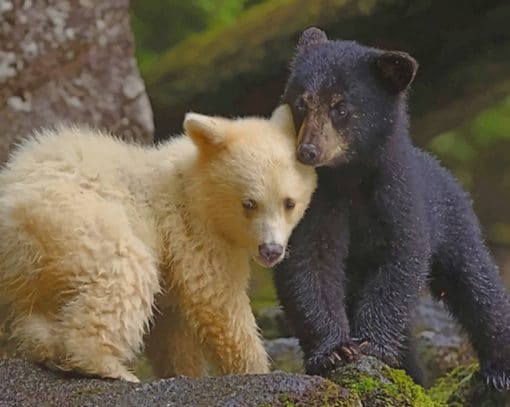 Kermode Bear And Black Bear Cubs paint by numbers