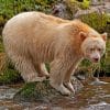 Kermode Bear On The River paint by numbers
