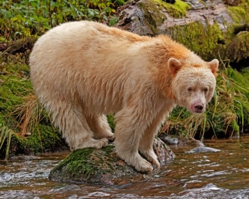 Kermode Bear On The River paint by numbers