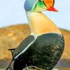 King Eider Bird paint by numbers