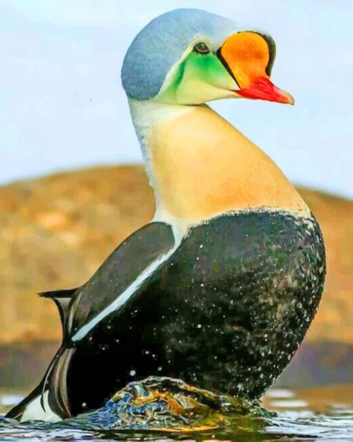 King Eider Bird paint by numbers