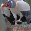 King Vulture Bird painnt by numbers